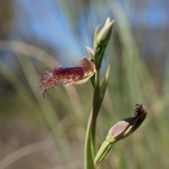 Calochilus platychilus (Purple Beard Orchid) at Black Mountain - 12 Oct 2014 by AaronClausen