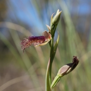 Calochilus platychilus at Canberra Central, ACT - suppressed