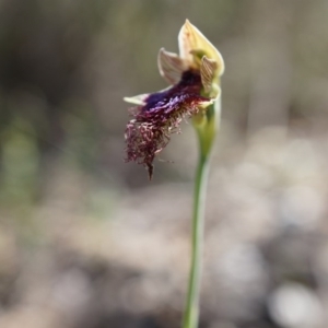 Calochilus platychilus at Canberra Central, ACT - suppressed