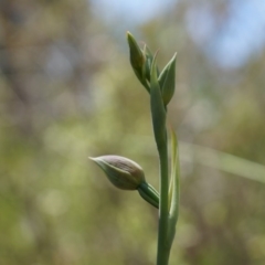 Calochilus platychilus at Canberra Central, ACT - 12 Oct 2014