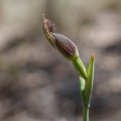 Calochilus platychilus at Canberra Central, ACT - suppressed