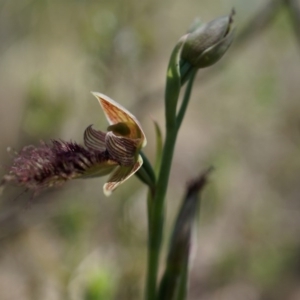 Calochilus platychilus at Canberra Central, ACT - suppressed