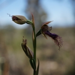 Calochilus platychilus (Purple Beard Orchid) at Black Mountain - 12 Oct 2014 by AaronClausen