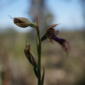 Calochilus platychilus at Canberra Central, ACT - 12 Oct 2014