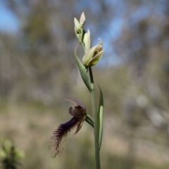 Calochilus platychilus at Canberra Central, ACT - 12 Oct 2014