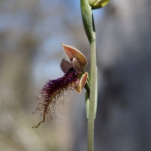 Calochilus platychilus at Canberra Central, ACT - suppressed