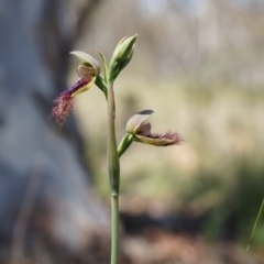 Calochilus platychilus at Canberra Central, ACT - suppressed