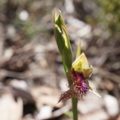 Calochilus platychilus at Canberra Central, ACT - suppressed