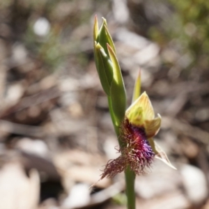 Calochilus platychilus at Canberra Central, ACT - suppressed