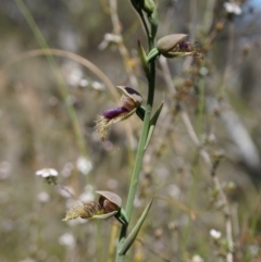 Calochilus platychilus (Purple Beard Orchid) at Black Mountain - 12 Oct 2014 by AaronClausen