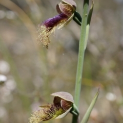 Calochilus platychilus at Canberra Central, ACT - suppressed