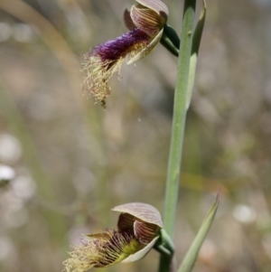 Calochilus platychilus at Canberra Central, ACT - suppressed