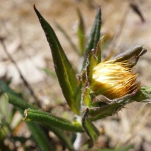 Coronidium oxylepis subsp. lanatum at Canberra Central, ACT - 12 Oct 2014 12:49 PM