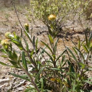 Coronidium oxylepis subsp. lanatum at Canberra Central, ACT - 12 Oct 2014 12:49 PM