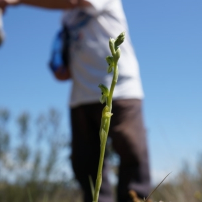 Hymenochilus bicolor (Black-tip Greenhood) at Canberra Central, ACT - 12 Oct 2014 by AaronClausen