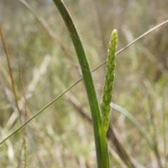 Microtis sp. (Onion Orchid) at Black Mountain - 12 Oct 2014 by AaronClausen