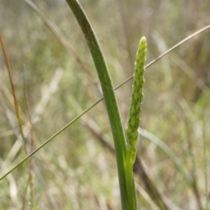 Microtis sp. at Black Mountain - 12 Oct 2014