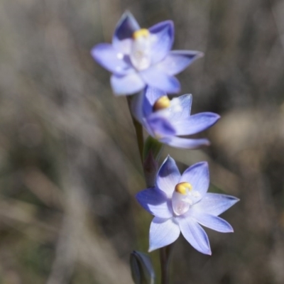 Thelymitra pauciflora (Slender Sun Orchid) at Black Mountain - 12 Oct 2014 by AaronClausen