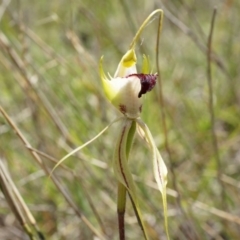 Caladenia atrovespa (Green-comb Spider Orchid) at Canberra Central, ACT - 12 Oct 2014 by AaronClausen