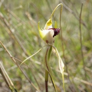 Caladenia atrovespa at Canberra Central, ACT - suppressed