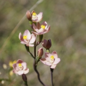 Thelymitra carnea at Canberra Central, ACT - suppressed