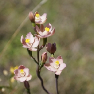 Thelymitra carnea (Tiny Sun Orchid) at Black Mountain - 12 Oct 2014 by AaronClausen