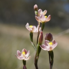 Thelymitra carnea at Canberra Central, ACT - suppressed