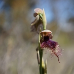 Calochilus platychilus (Purple Beard Orchid) at Canberra Central, ACT - 12 Oct 2014 by AaronClausen