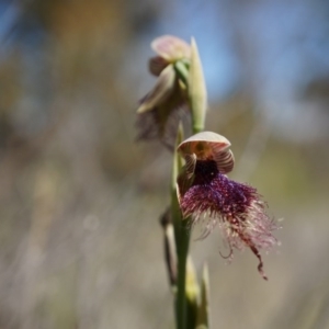 Calochilus platychilus at Canberra Central, ACT - suppressed