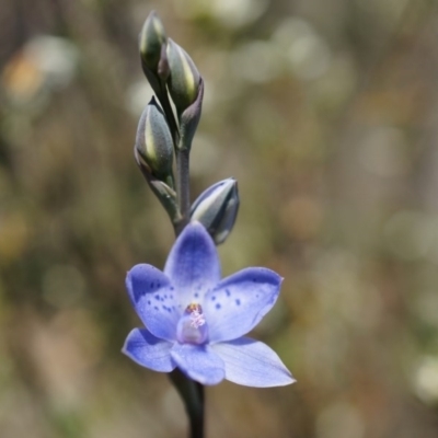 Thelymitra juncifolia (Dotted Sun Orchid) at Canberra Central, ACT - 12 Oct 2014 by AaronClausen