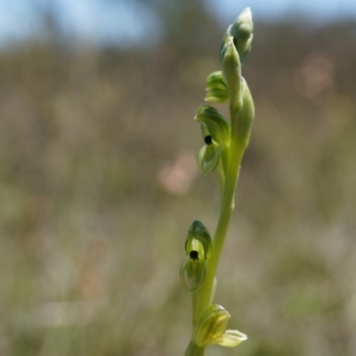Hymenochilus bicolor (Black-tip Greenhood) at Canberra Central, ACT - 12 Oct 2014 by AaronClausen