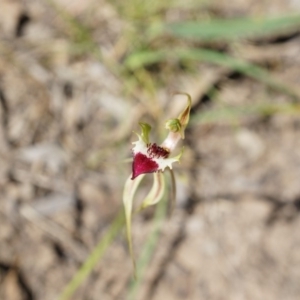 Caladenia atrovespa at Canberra Central, ACT - suppressed