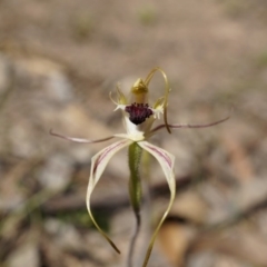 Caladenia atrovespa (Green-comb Spider Orchid) at Black Mountain - 12 Oct 2014 by AaronClausen