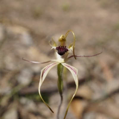 Caladenia atrovespa (Green-comb Spider Orchid) at Canberra Central, ACT - 12 Oct 2014 by AaronClausen