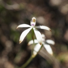 Caladenia ustulata (Brown Caps) at Canberra Central, ACT - 12 Oct 2014 by AaronClausen