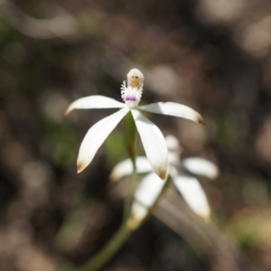Caladenia ustulata at Canberra Central, ACT - 12 Oct 2014