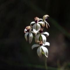 Caladenia cucullata (Lemon Caps) at Black Mountain - 12 Oct 2014 by AaronClausen