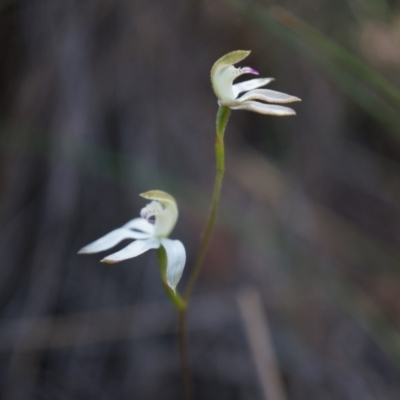 Caladenia moschata (Musky Caps) at Black Mountain - 12 Oct 2014 by AaronClausen