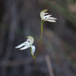 Caladenia moschata at Canberra Central, ACT - 12 Oct 2014