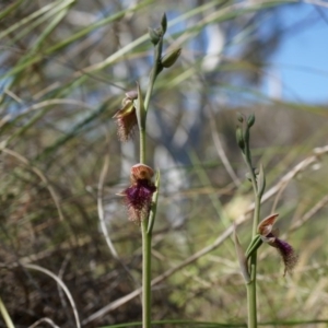 Calochilus platychilus at Canberra Central, ACT - suppressed