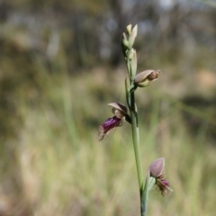 Calochilus platychilus at Canberra Central, ACT - suppressed