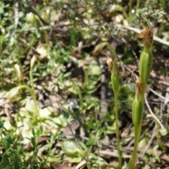 Pterostylis nutans (Nodding Greenhood) at Canberra Central, ACT - 12 Oct 2014 by AaronClausen