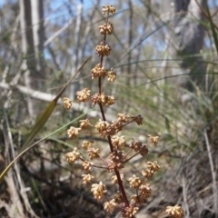 Lomandra multiflora (Many-flowered Matrush) at Black Mountain - 12 Oct 2014 by AaronClausen