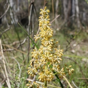 Lomandra multiflora at Canberra Central, ACT - 12 Oct 2014 02:22 PM