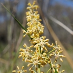 Lomandra multiflora at Canberra Central, ACT - 12 Oct 2014