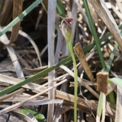 Pterostylis pedunculata (Maroonhood) at Black Mountain - 12 Oct 2014 by AaronClausen