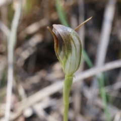 Pterostylis pedunculata at Canberra Central, ACT - 12 Oct 2014