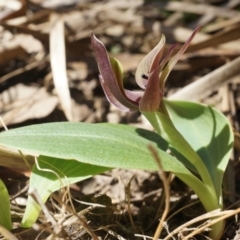Chiloglottis valida (Large Bird Orchid) at Black Mountain - 12 Oct 2014 by AaronClausen