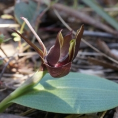 Chiloglottis valida at Undefined Area - suppressed