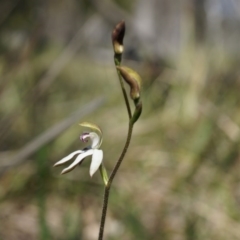 Caladenia moschata (Musky Caps) at Point 4465 - 12 Oct 2014 by AaronClausen